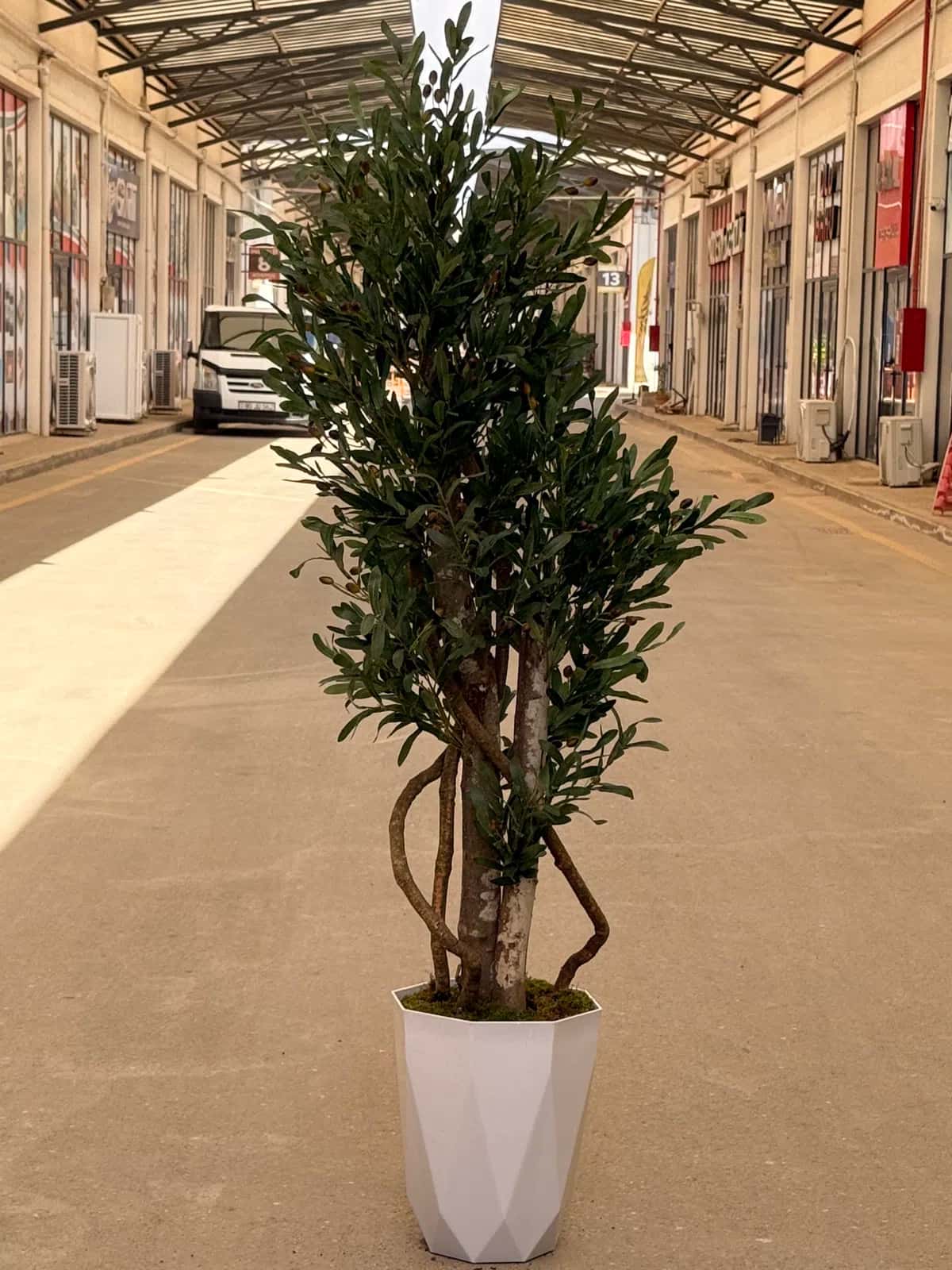 Olive tree in a pot - Tenderyard