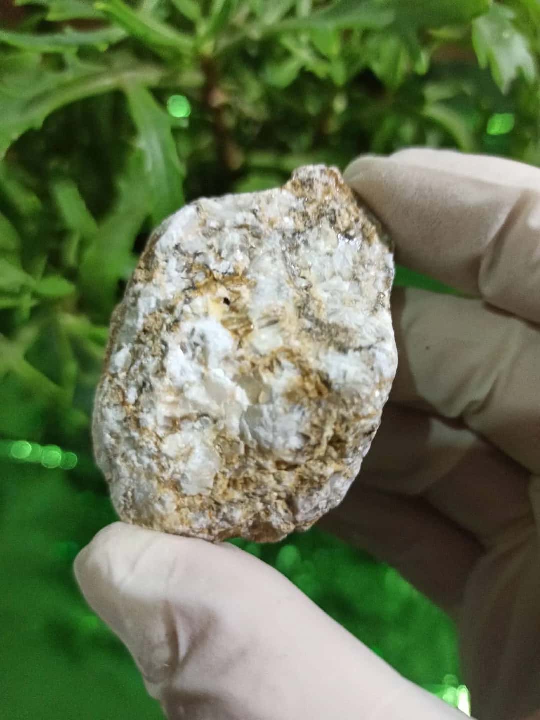 Petrified wood fossil + Calcite - Tenderyard