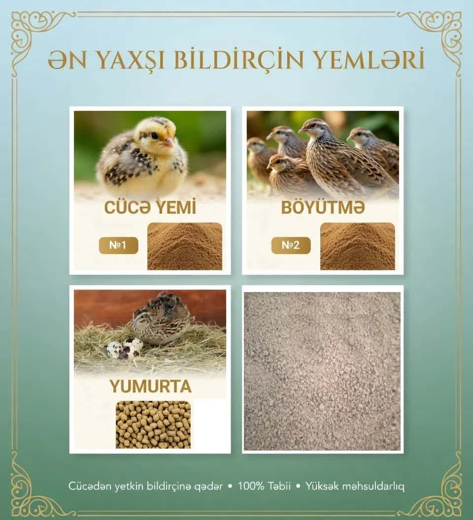 Bildirçin yemi cücə, böyütmə və yumurta üçün təbii - Tenderyard