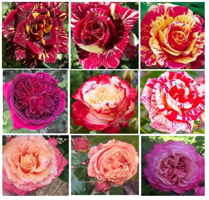 1650 Varieties of Decorative Roses & Climbers. Kumquat & Lemon - Tenderyard