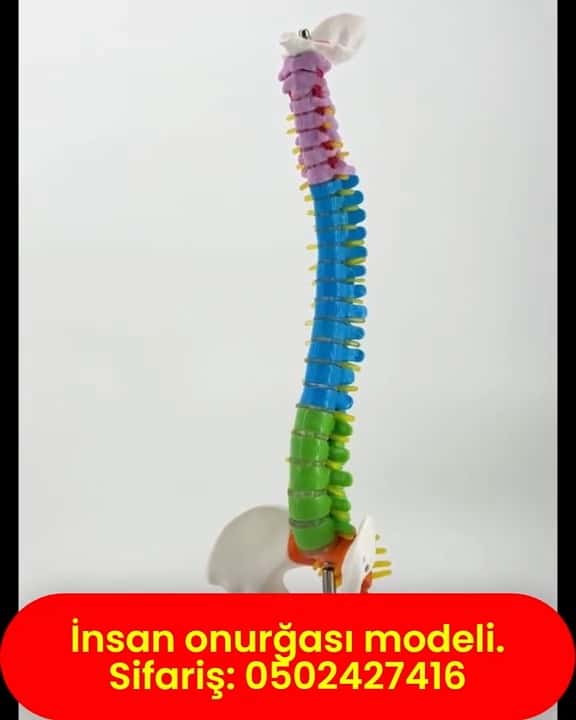 Human spine model - Tenderyard