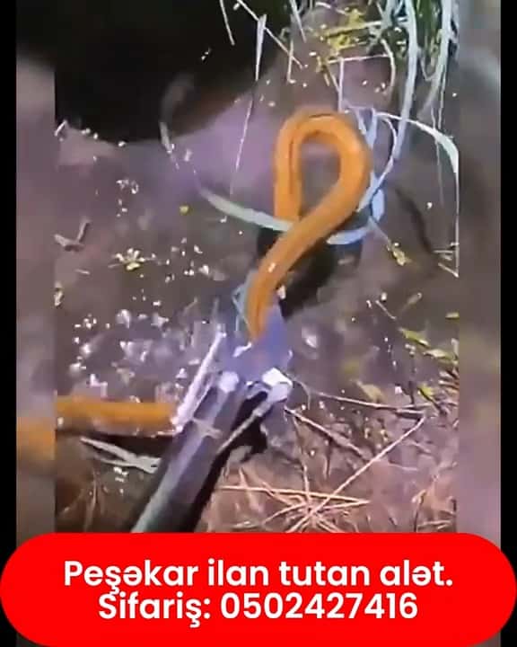 Professional snake catching tool - Tenderyard