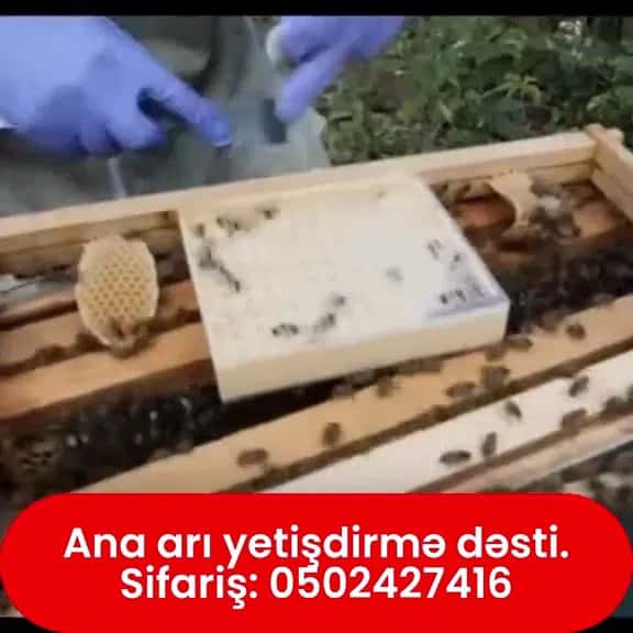 Ana arı yetişdirmə dəsti - Tenderyard