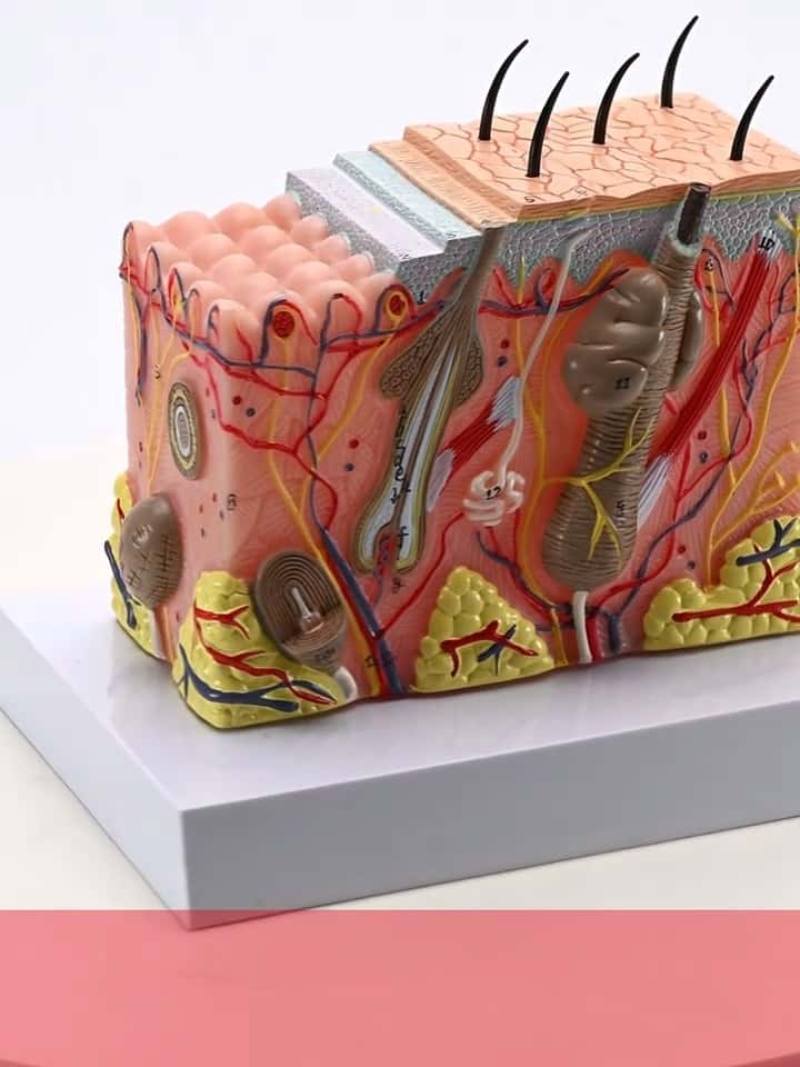Human skin model - Tenderyard