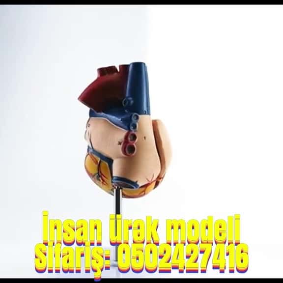 Human heart model - Tenderyard