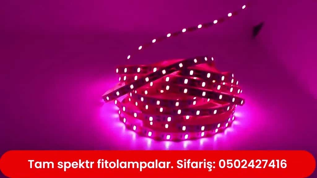 LED lampa, Ağ rəng - Tenderyard