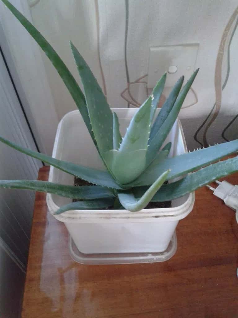 Aloe vera plants - Tenderyard