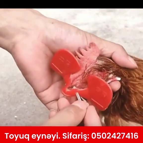 Toyuq eynəyi - Tenderyard