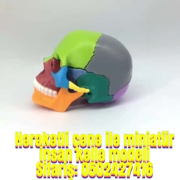 Human skull model - Tenderyard