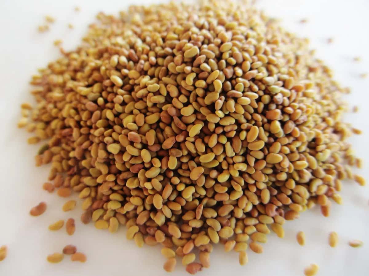 Alfalfa seeds yellow large-grained - Tenderyard