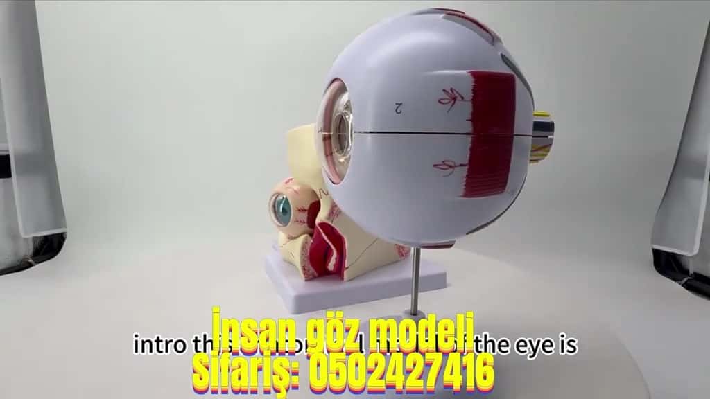 Human eye model - Tenderyard