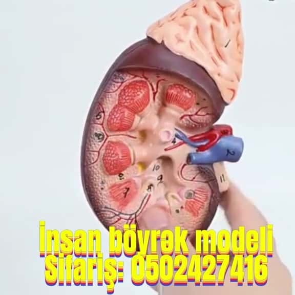 Human kidney model - Tenderyard
