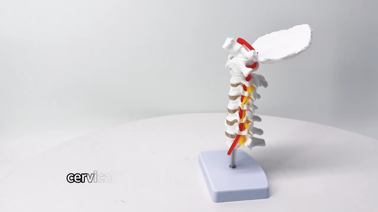 Human cervical vertebrae model - Tenderyard