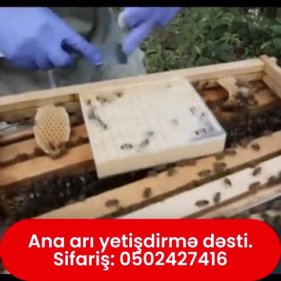 Ana arı yetişdirmə dəsti - Tenderyard