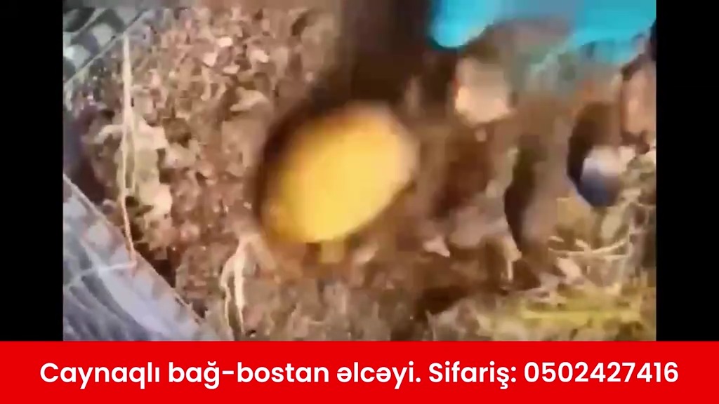 Caynaqlı bağ-bostan əlcəyi - Tenderyard