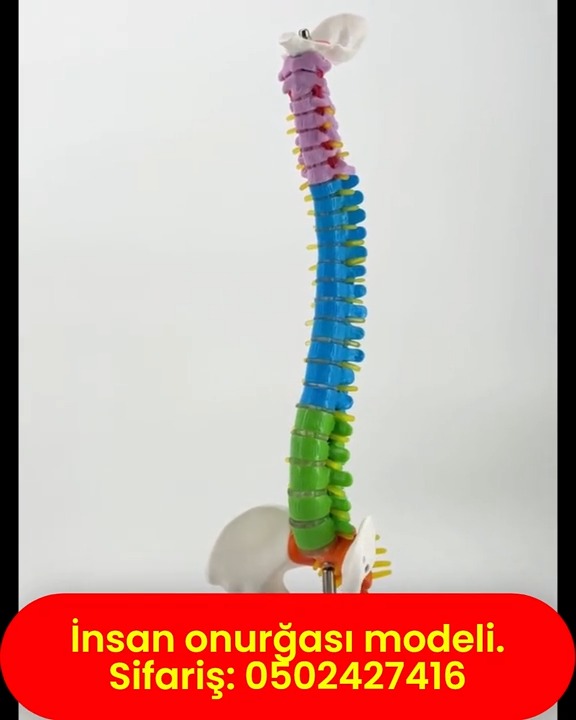Human spine model - Tenderyard