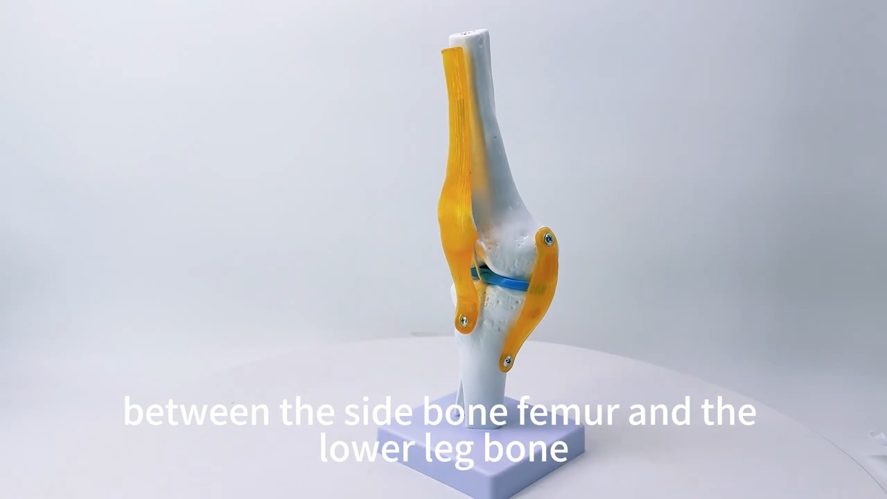Human joint model - Tenderyard