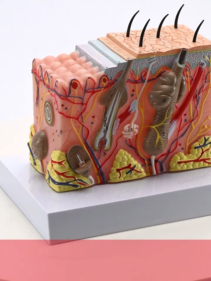 Human skin model - Tenderyard