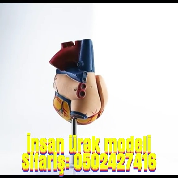 Human heart model - Tenderyard