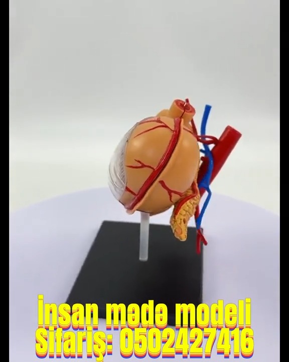 Human stomach model - Tenderyard