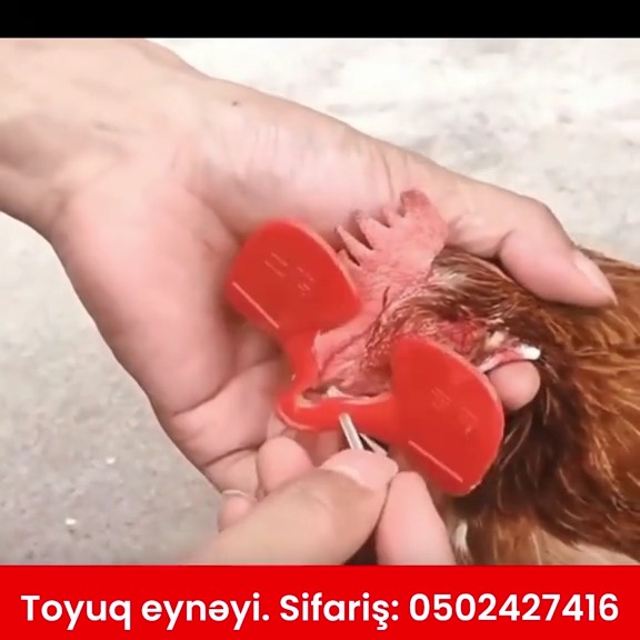 Toyuq eynəyi - Tenderyard
