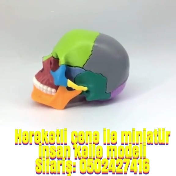 Human skull model - Tenderyard