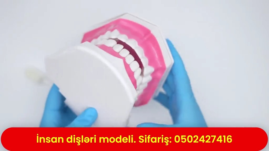 Human teeth model - Tenderyard