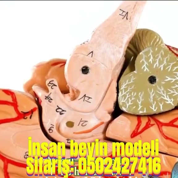 Human brain model - Tenderyard