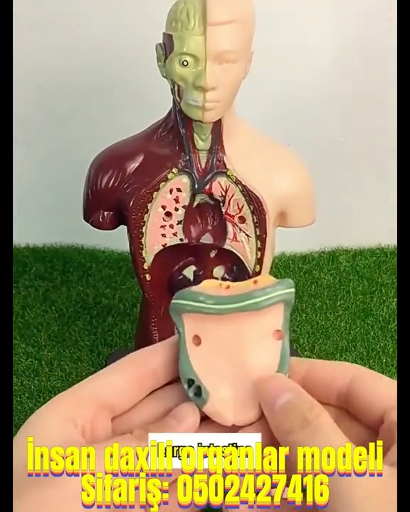 Human internal organs model - Tenderyard