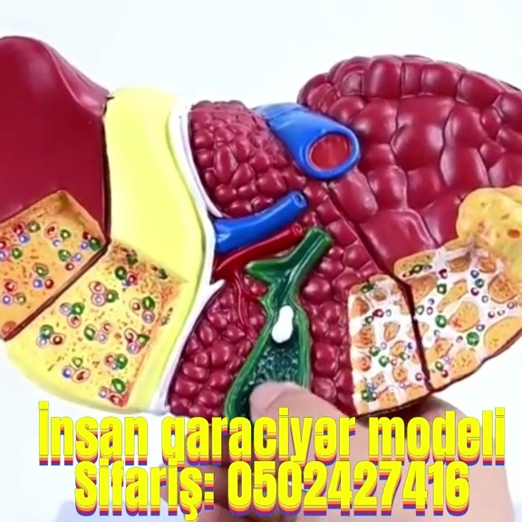 Human liver model - Tenderyard