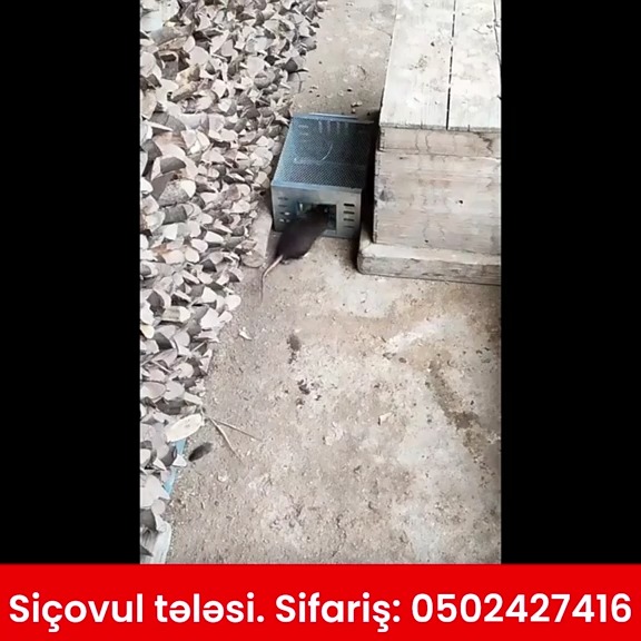 Güclü və etibarlı siçovul tələsi - Tenderyard