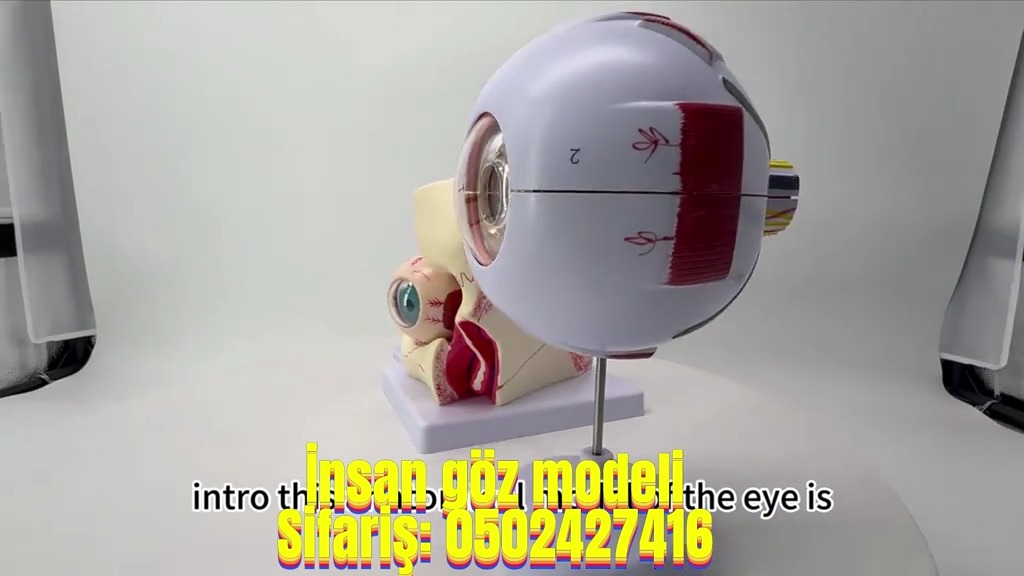 Human eye model - Tenderyard