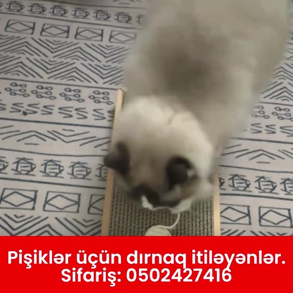 Pişiklər üçün dırnaq itiləyən - Tenderyard