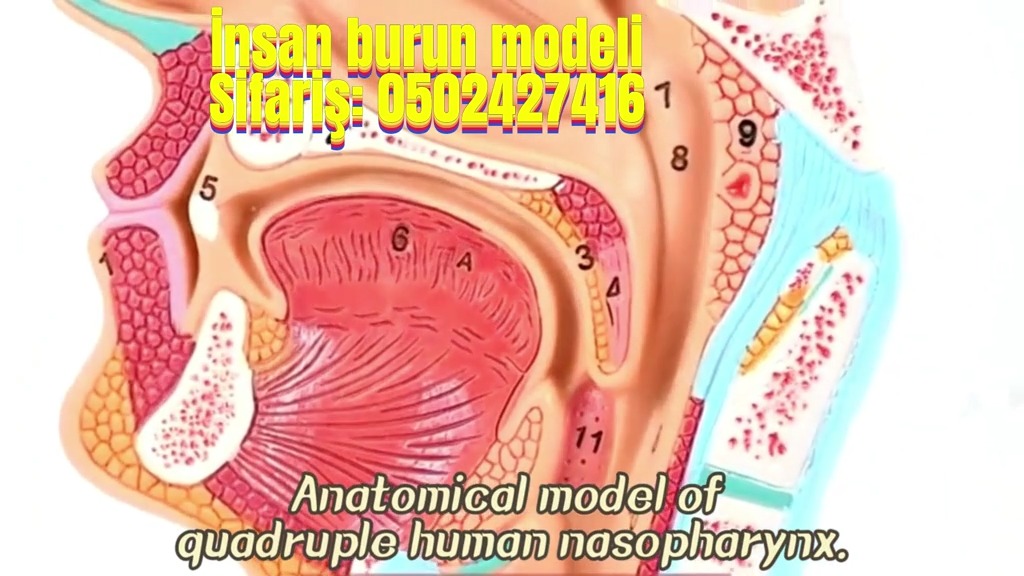 Human nose model - Tenderyard