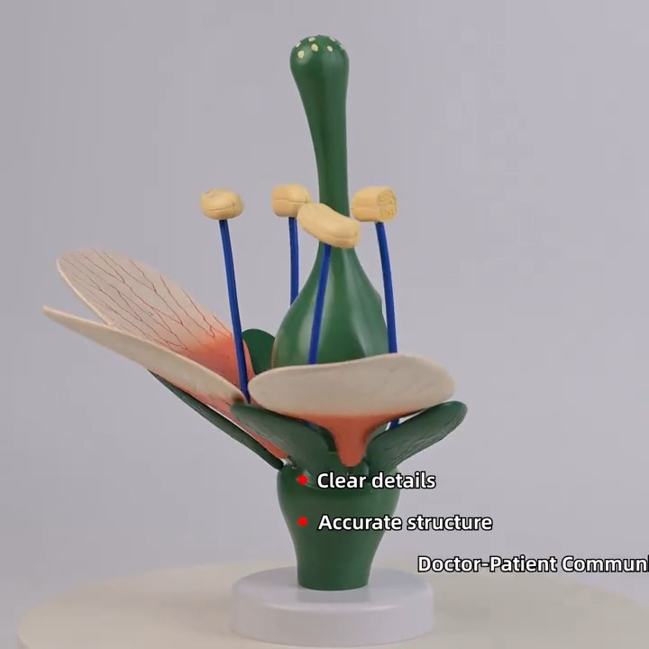 Plant flower structure model - Tenderyard