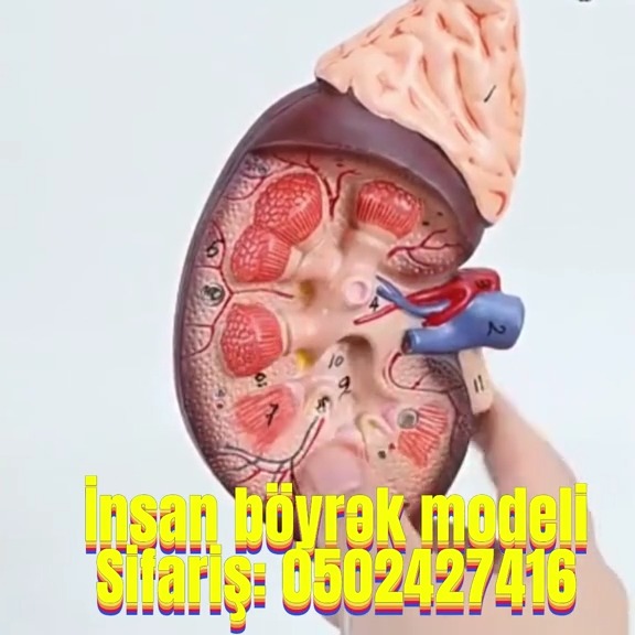Human kidney model - Tenderyard