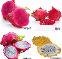 Əjdaha meyvəsi (Pitaya) — şəkil 15