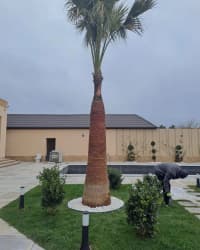 — şəkil 10
