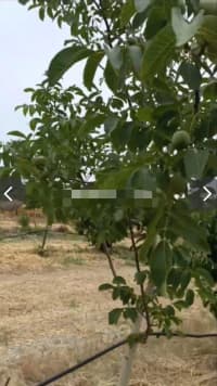 127 sot torpaq sahəsi satılır — şəkil 3