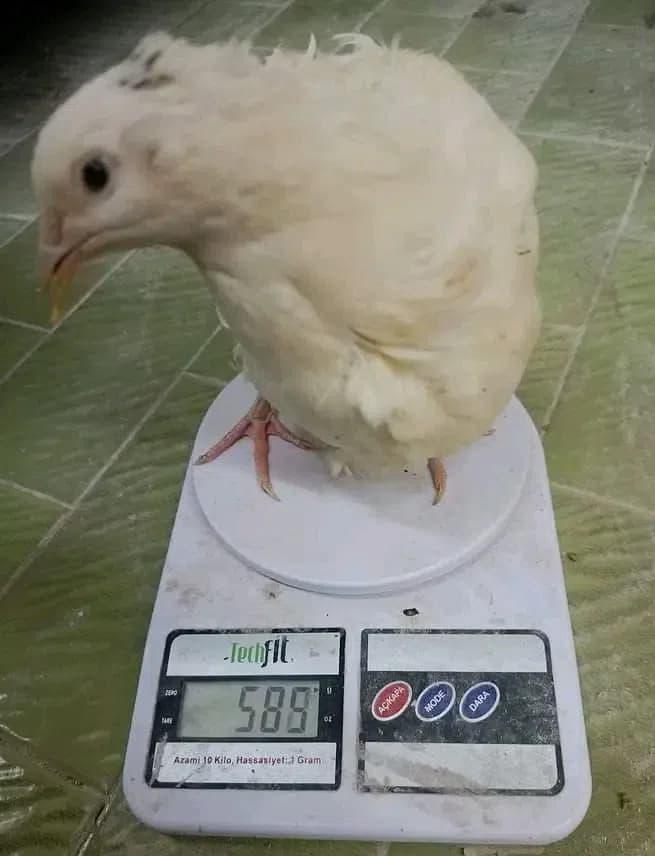 Kürt yatan bildirçinlər
