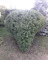  — şəkil 2