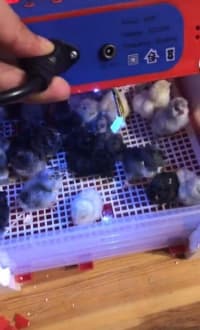 Tam Avtomatik 63 Yumurtalıq İnkubator — şəkil 8