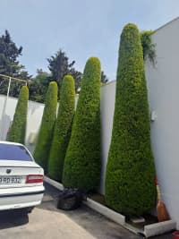 — şəkil 16