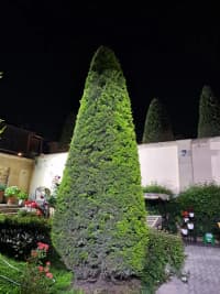  — şəkil 7