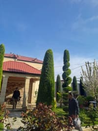 — şəkil 9