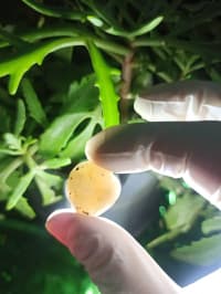 İşıq keçirən Təbii Mineral Daşlar 💎 — şəkil 9