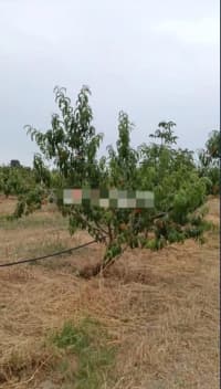 127 sot torpaq sahəsi satılır — şəkil 6