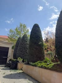 — şəkil 19