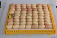 Tam Avtomatik 63 Yumurtalıq İnkubator — şəkil 6