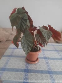  — şəkil 9
